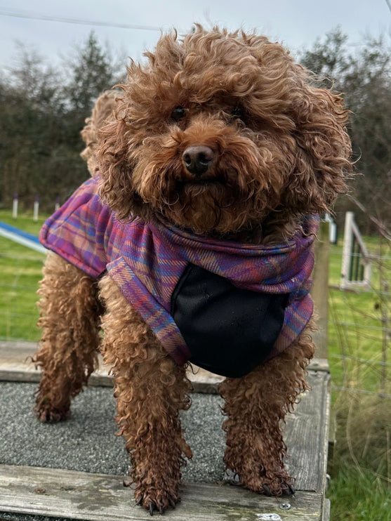 Nevis Polar Fleece - Waterproof Panel McTog Dog Jumper