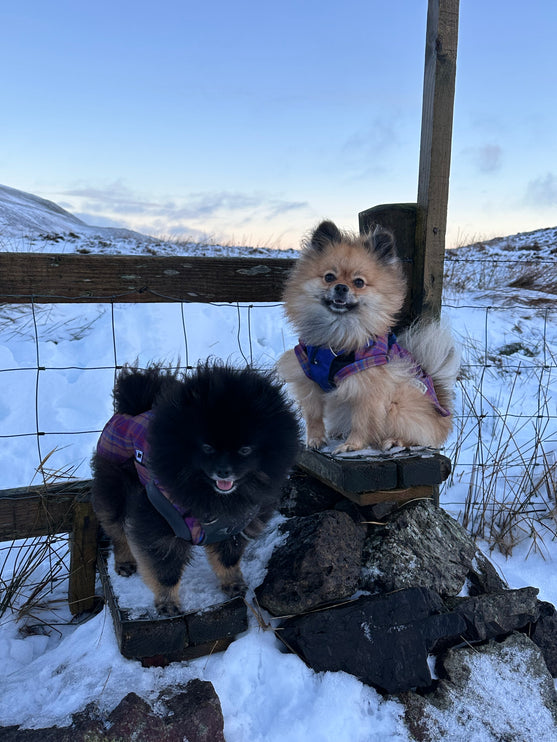 Nevis Polar Fleece - Waterproof Panel McTog Dog Jumper