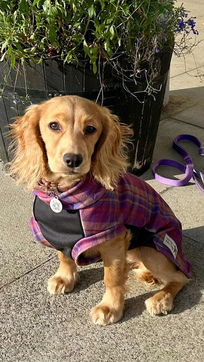 Nevis Polar Fleece - Waterproof Panel McTog Dog Jumper