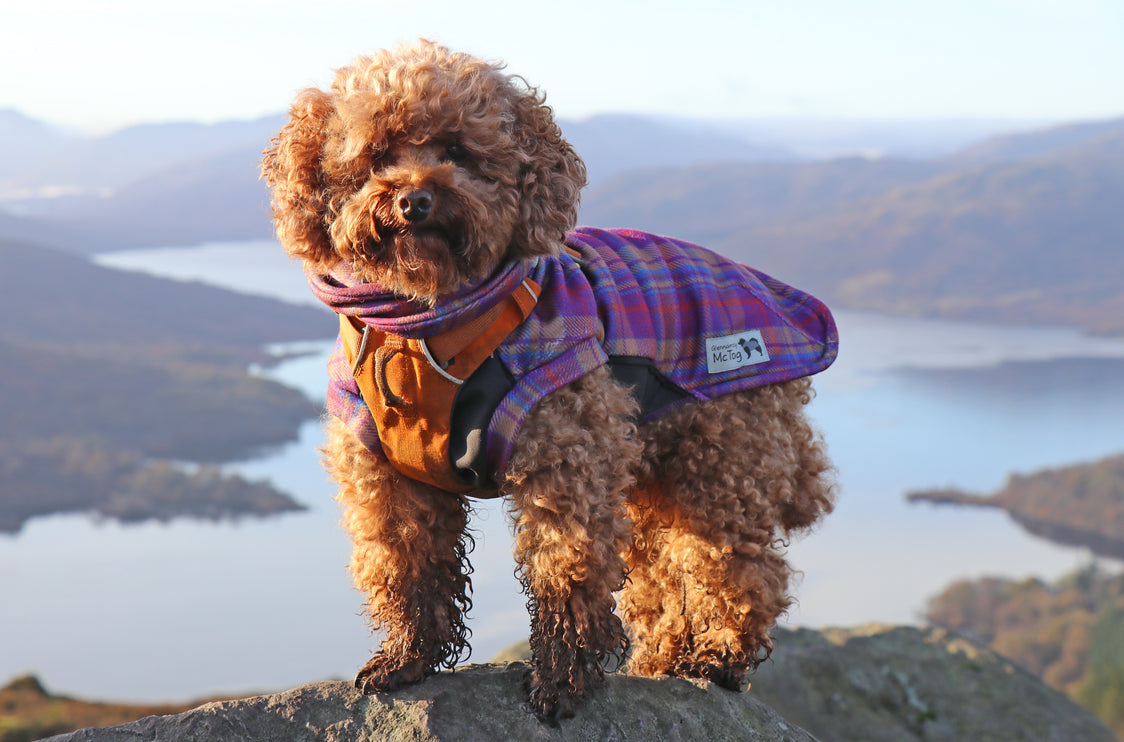 Nevis Polar Fleece - Waterproof Panel McTog Dog Jumper