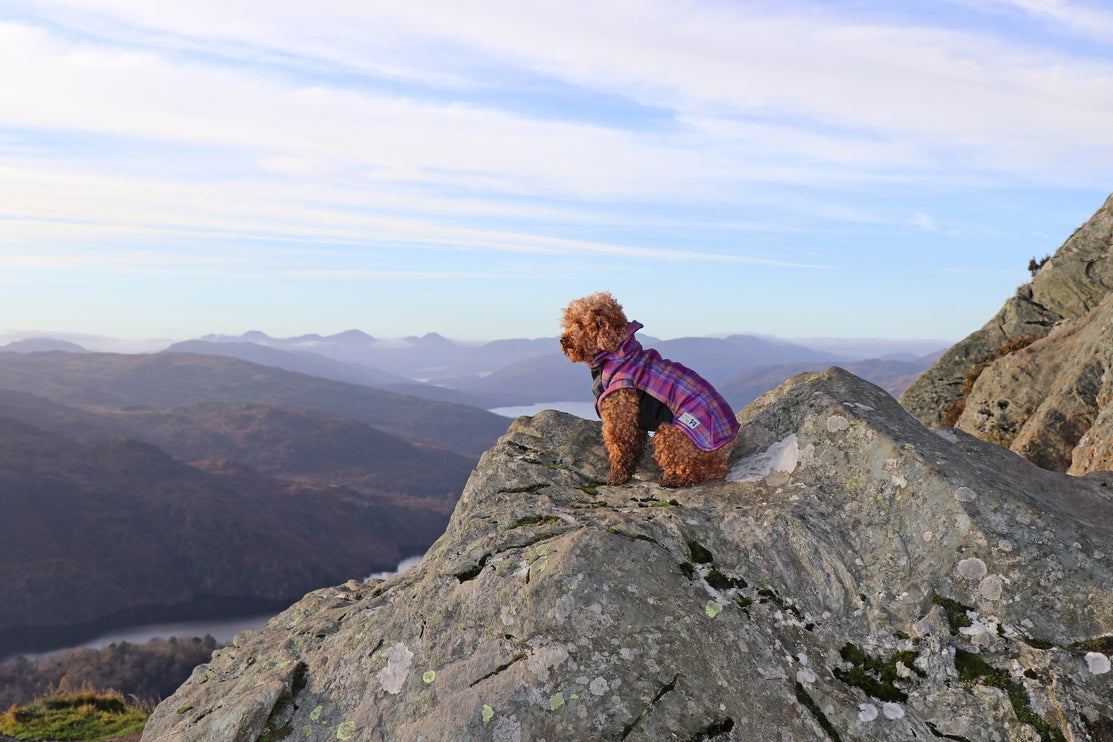 Nevis Polar Fleece - Waterproof Panel McTog Dog Jumper