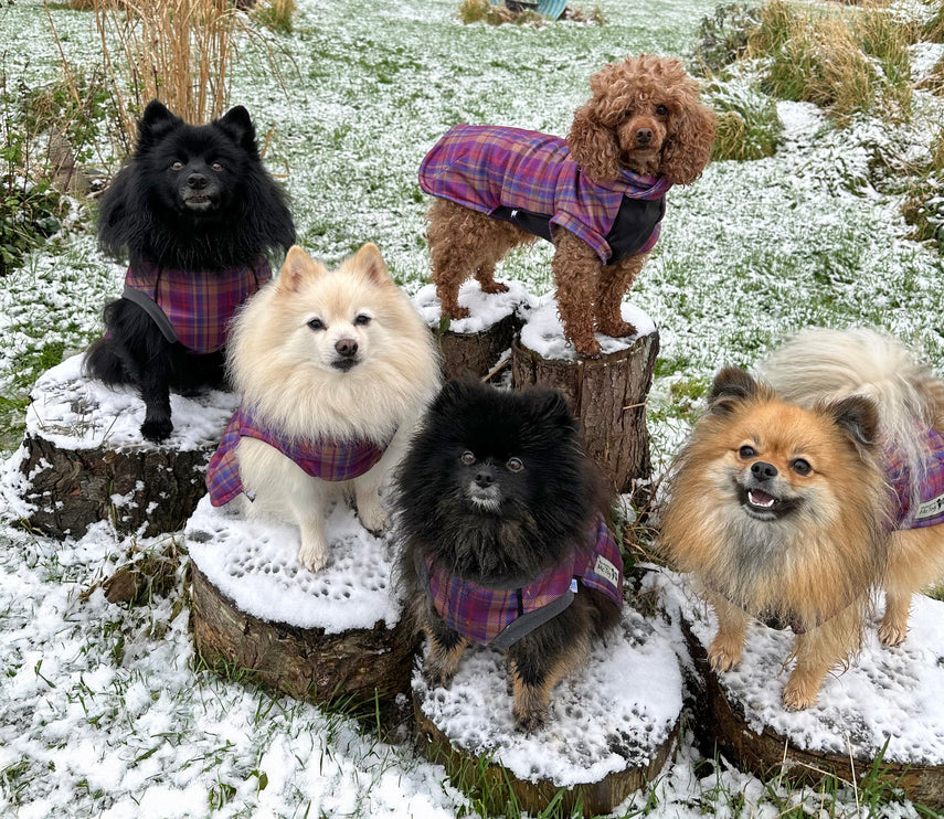 Nevis Polar Fleece - Waterproof Panel McTog Dog Jumper