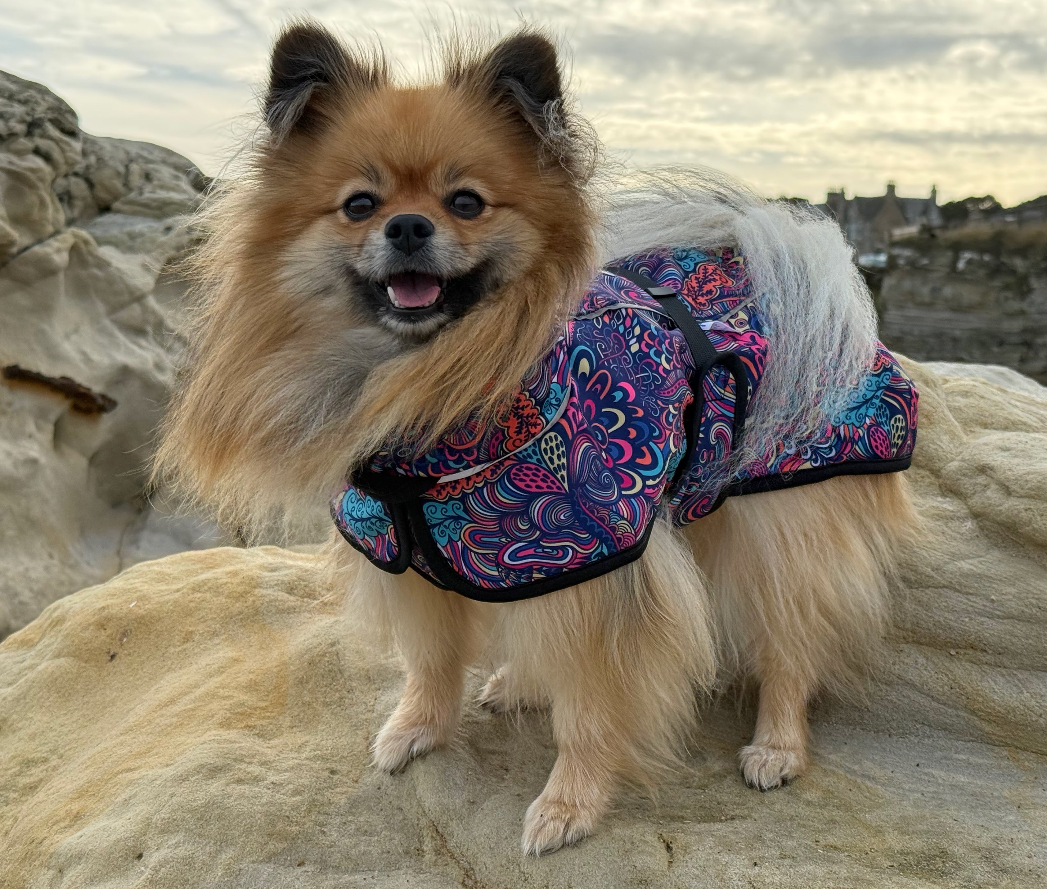 How to Choose a Waterproof Dog Coat