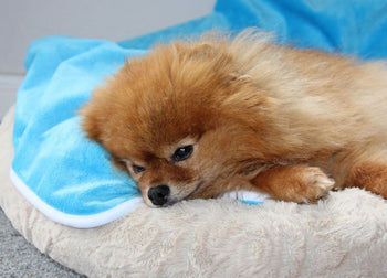Waterproof Blankets