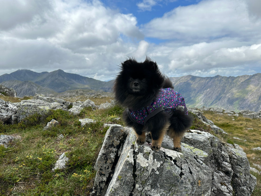 Bubbalicious McTog - Microfleece Waterproof Dog Sweater - Back Poppers