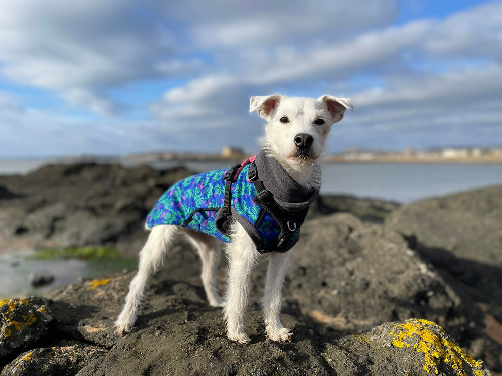 Thistle McTog - Microfleece Waterproof Dog Coat - Back Poppers