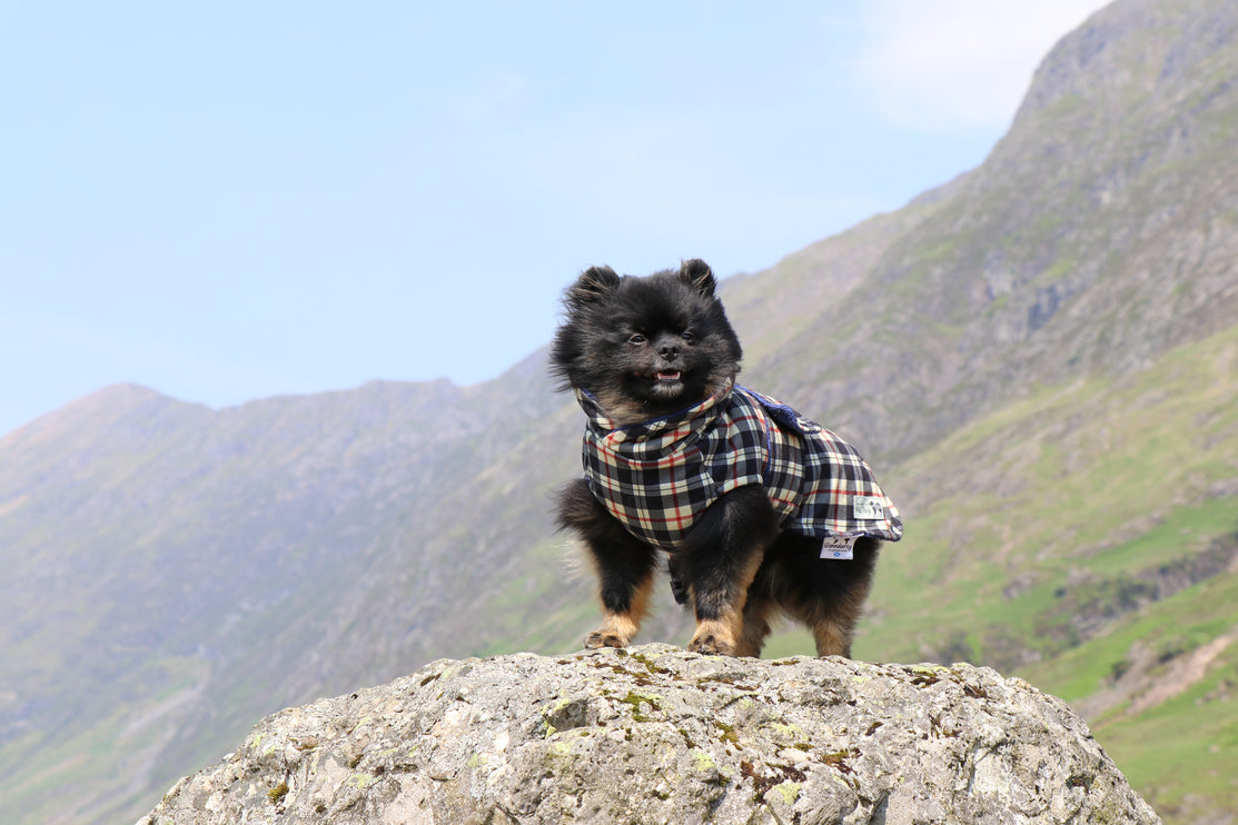 Harris Tartan McTog Drying Coat - Only Sizes 0 & 2 left