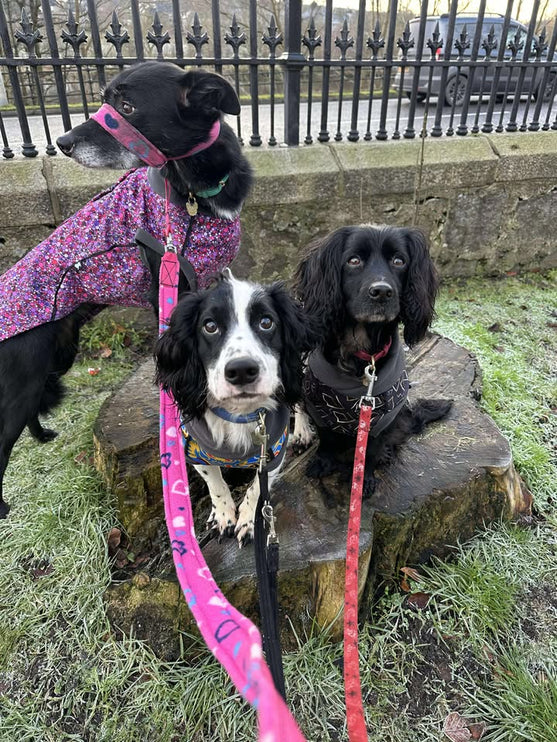 Planet Pink McTog - Microfleece Waterproof Dog Coat - Step In Poppers