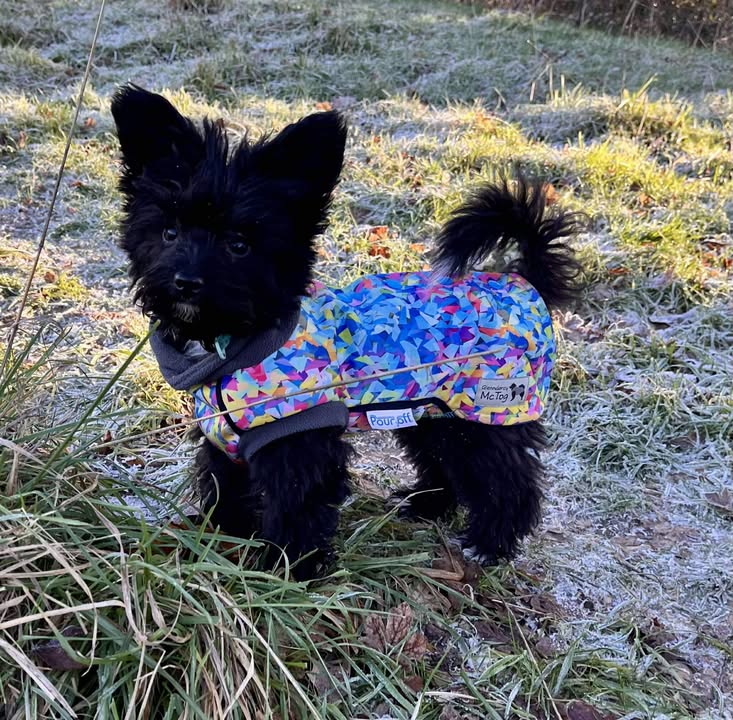 Razzle Dazzle McTog - Microfleece Waterproof Dog Sweater - Step In Poppers
