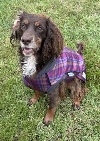 Nevis McTog - Microfleece Waterproof Dog Coat - Step In Poppers