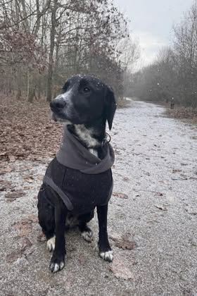 Starlight McTog - Microfleece Waterproof Dog Coat - Back Poppers