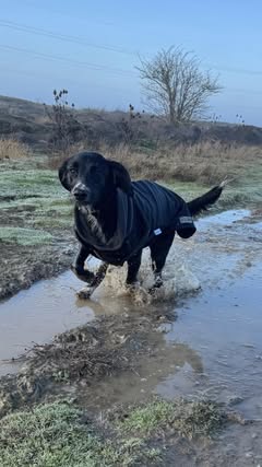 Starlight McTog - Microfleece Waterproof Dog Coat - Back Poppers