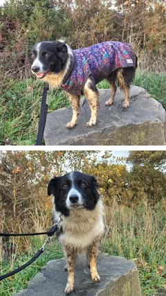 Bohemian McTog - Microfleece Waterproof Dog Jumper - size 0, 2 and 3 Slim
