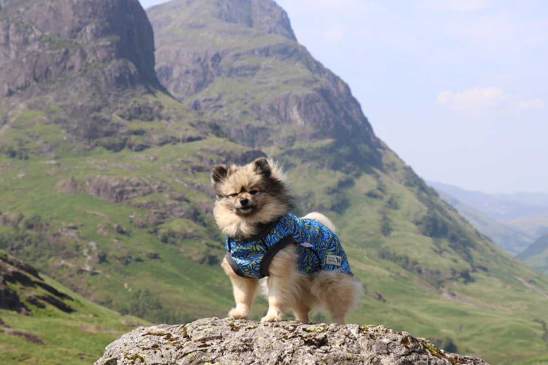 Call of the Wild McTog - Microfleece Waterproof Dog Jumper - Back Poppers