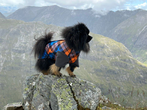 The Highlander McTog Dog Jumper - With Sleeves - Step In Poppers