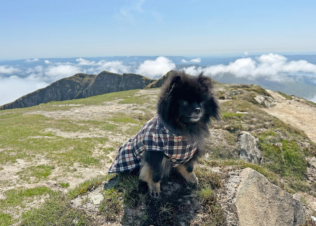 Harris Tartan McTog Drying Coat - Only Sizes 0 & 2 left