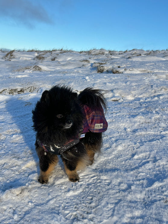 Nevis McTog - Microfleece Waterproof Dog Coat - Step In Poppers