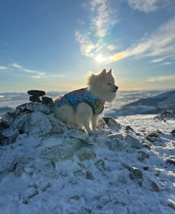 Razzle Dazzle McTog - Microfleece Waterproof Dog Sweater - Step In Poppers