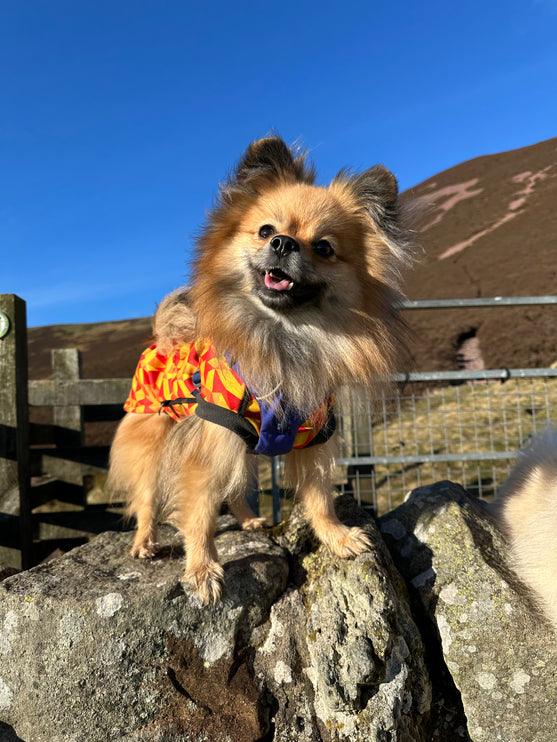 Trailblazer McTog - Microfleece Waterproof Dog Jumper