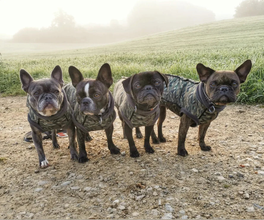 Earth Echo McTog - Microfleece Waterproof Dog Jumper - Step In Poppers