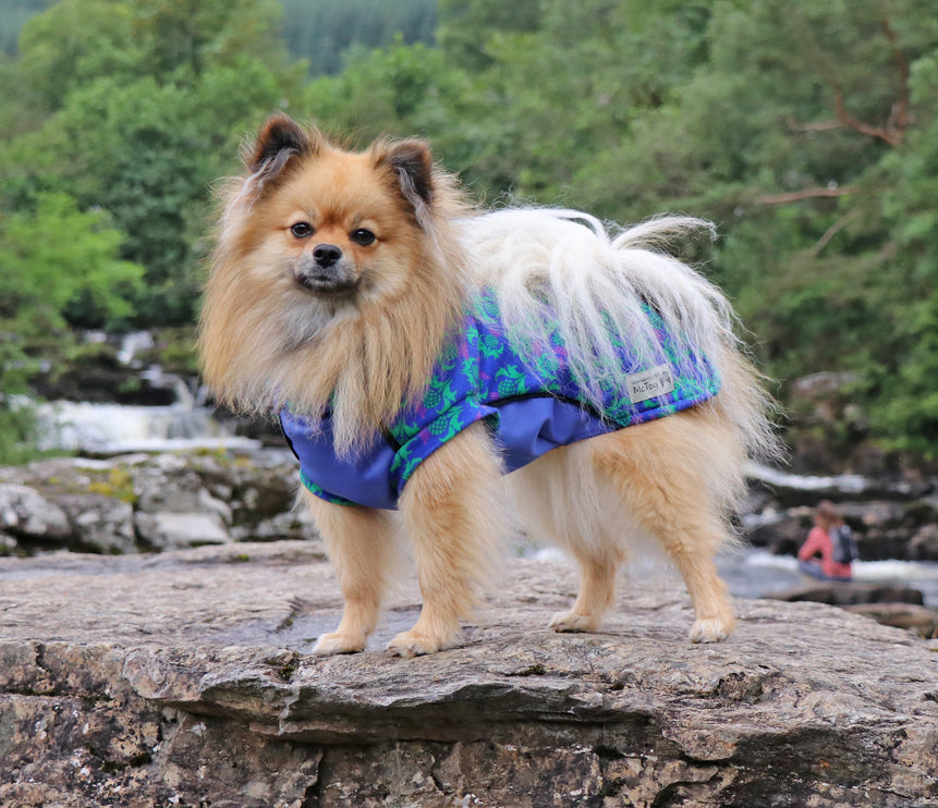 Thistle McTog - Polar Fleece - Waterproof Panel Dog Jumper
