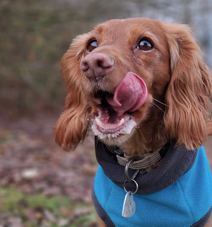 Cobalt Blue McTog - Double Layer Microfleece Waterproof Dog Coat - Step In Poppers