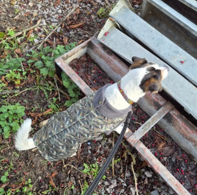 Earth Echo McTog - Microfleece Waterproof Dog Jumper - Step In Poppers