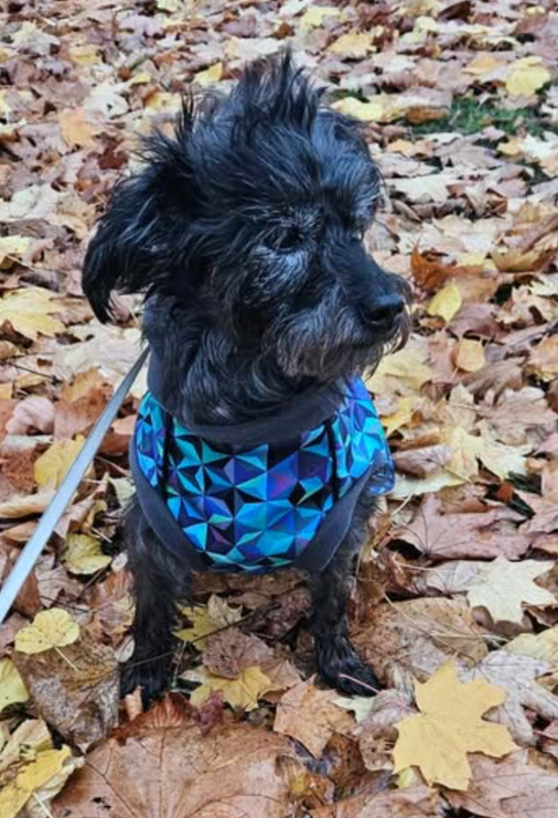 Thistle McTog - Microfleece Waterproof Dog Coat - Back Poppers