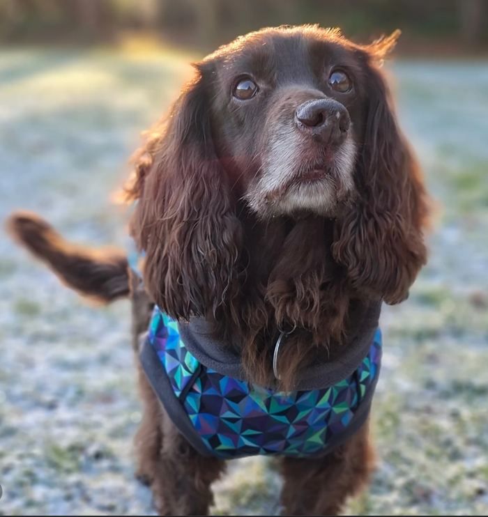 Infinity McTog - Microfleece Waterproof Dog Jumper - Step In Poppers