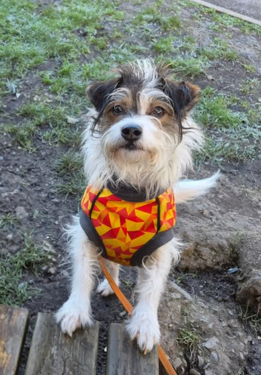 Trailblazer McTog - Microfleece Waterproof Dog Jumper - Step In Poppers