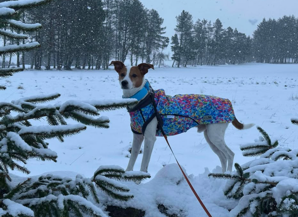 Razzle Dazzle McTog - Microfleece Waterproof Dog Sweater - Step In Poppers