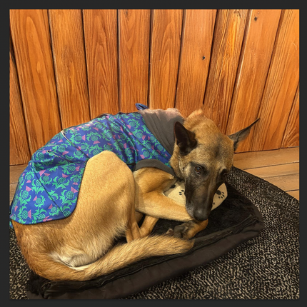 The Highlander McTog - Microfleece Waterproof Dog Jumper - With Sleeves - Step In Poppers