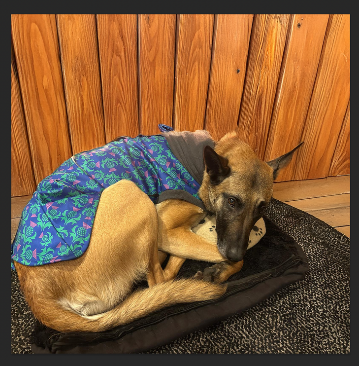 The Highlander McTog - Microfleece Waterproof Dog Jumper - With Sleeves - Step In Poppers