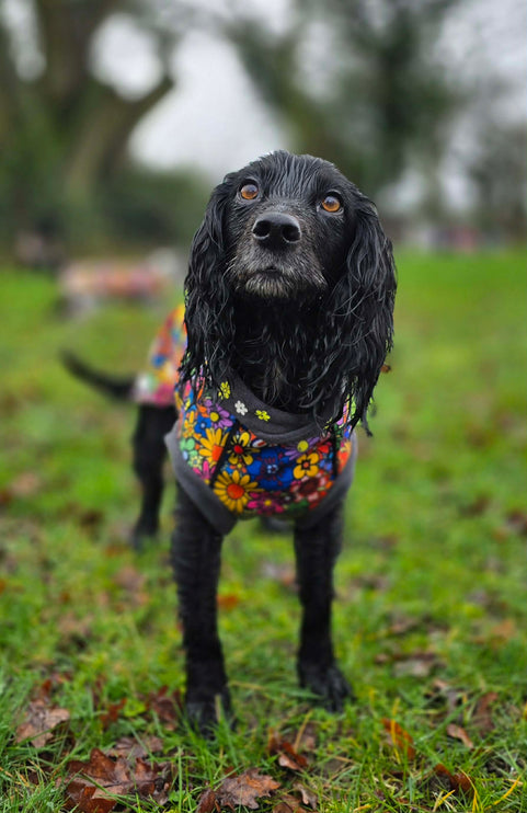 Flower Power McTog - Microfleece Waterproof Dog Jumper - Step In Poppers