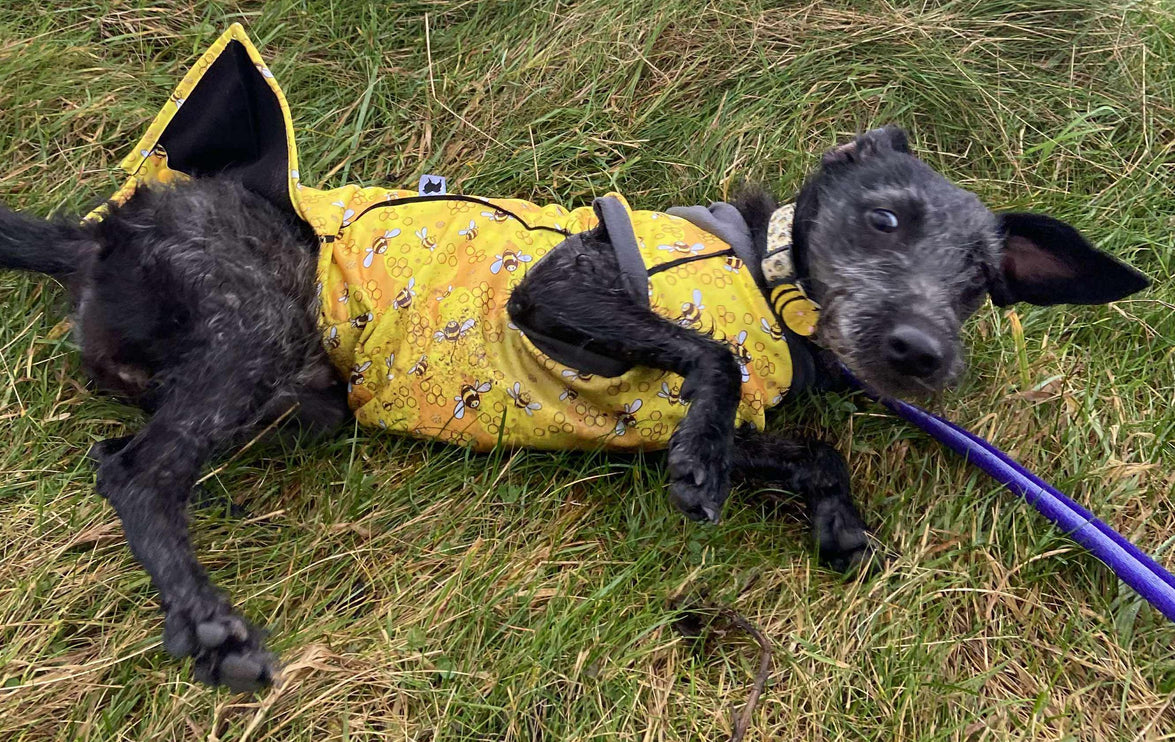 The Bee's Knees McTog - Microfleece Waterproof Dog Jacket - Step In Poppers