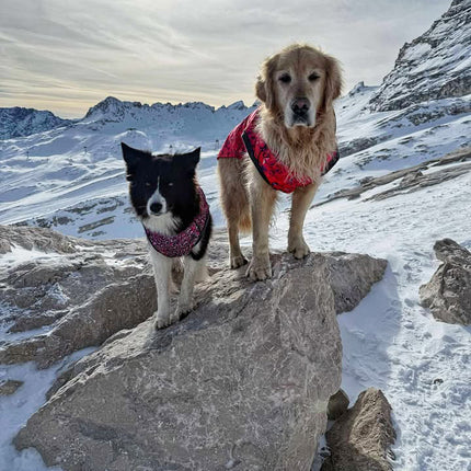 Cherry Fusion McTog - Microfleece Waterproof Dog Coat - Step In Poppers