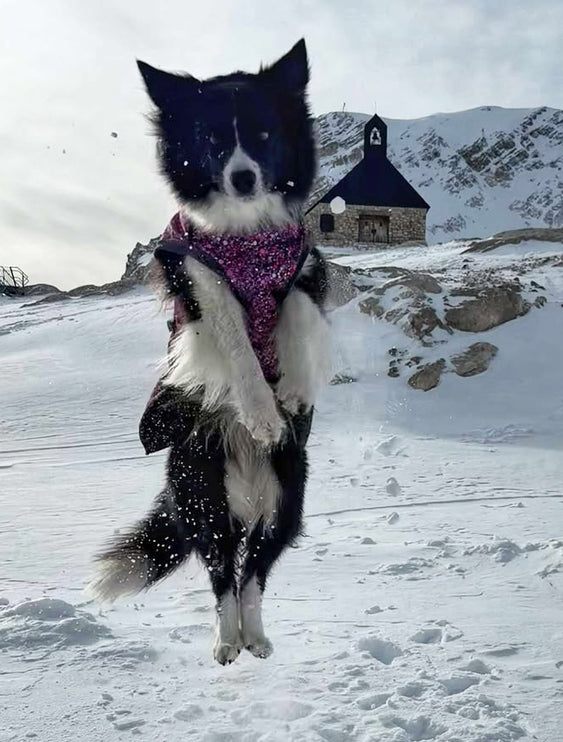 Planet Pink McTog - Microfleece Waterproof Dog Coat - Step In Poppers