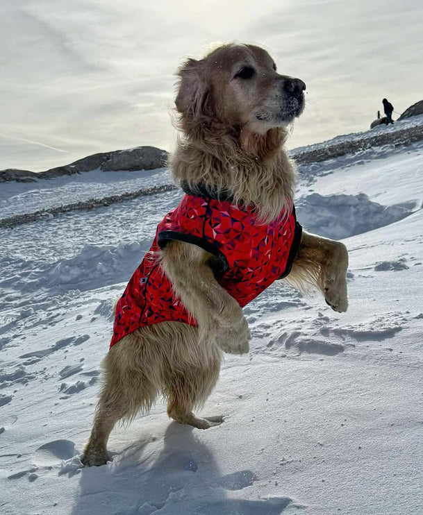 Cherry Fusion McTog - Microfleece Waterproof Dog Coat - Step In Poppers