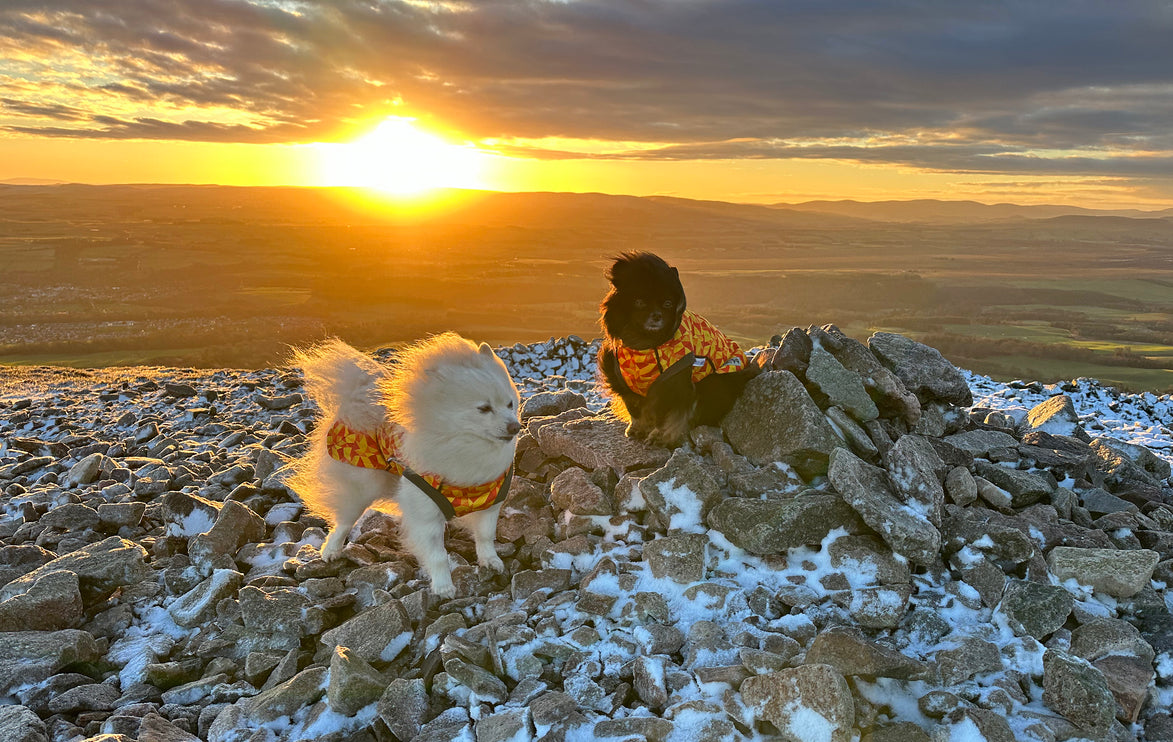 Trailblazer McTog - Microfleece Waterproof Dog Jumper - Step In Poppers