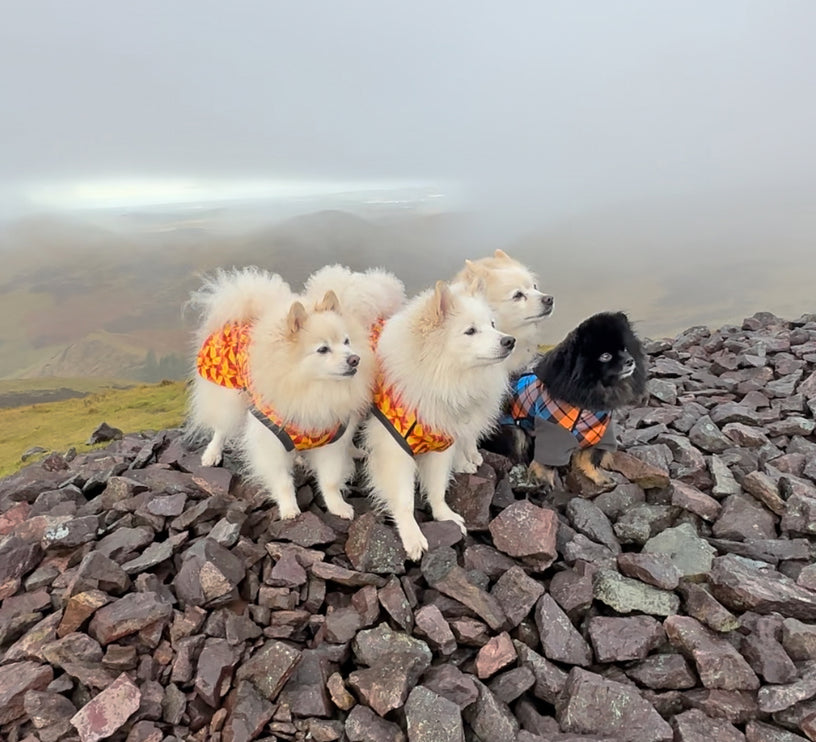 Trailblazer McTog - Waterproof Microfleece Dog Jumper - Step In Poppers