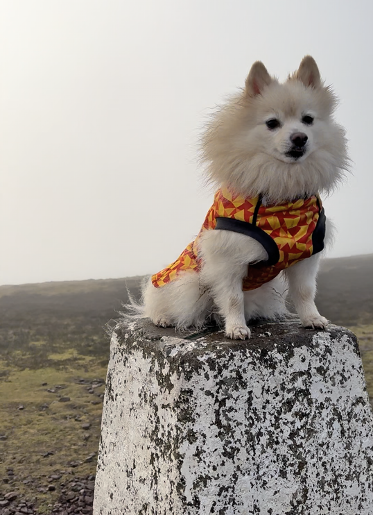 Trailblazer McTog - Microfleece Waterproof Dog Jumper - Step In Poppers