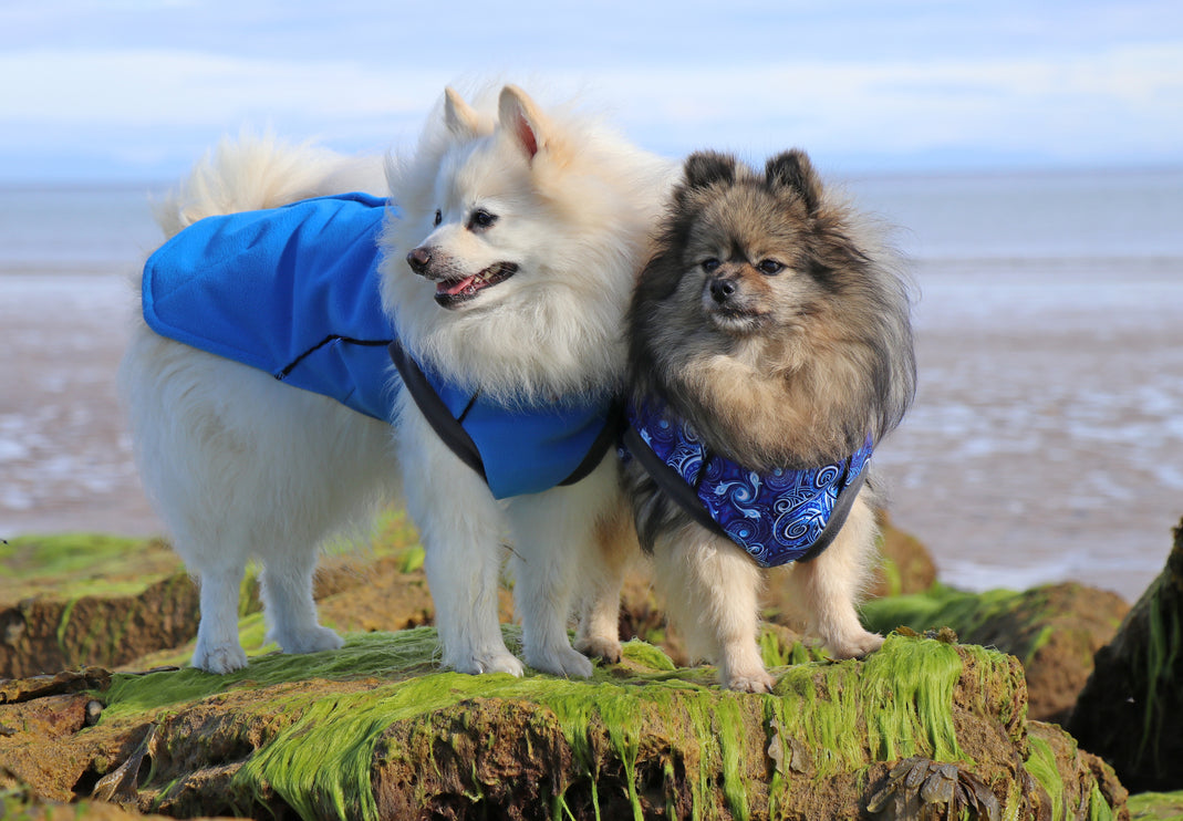 Cobalt Blue McTog - Double Layer Microfleece Waterproof Dog Sweater -  Back Poppers