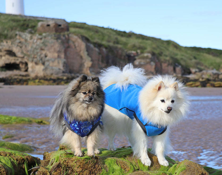 Destiny McTog - Waterproof Microfleece Dog Jumper - Step In Poppers