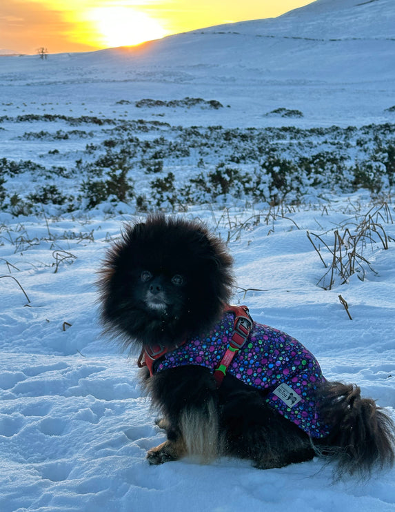 Bubbalicious McTog - Polar Fleece - Waterproof Panel Dog Sweater