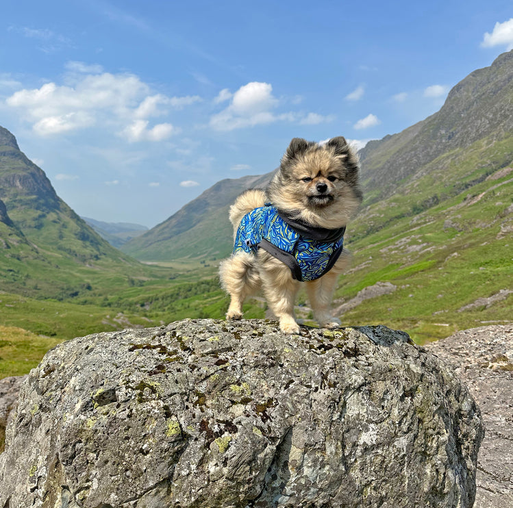 Call of the Wild McTog - Microfleece Waterproof Dog Jumper - Back Poppers