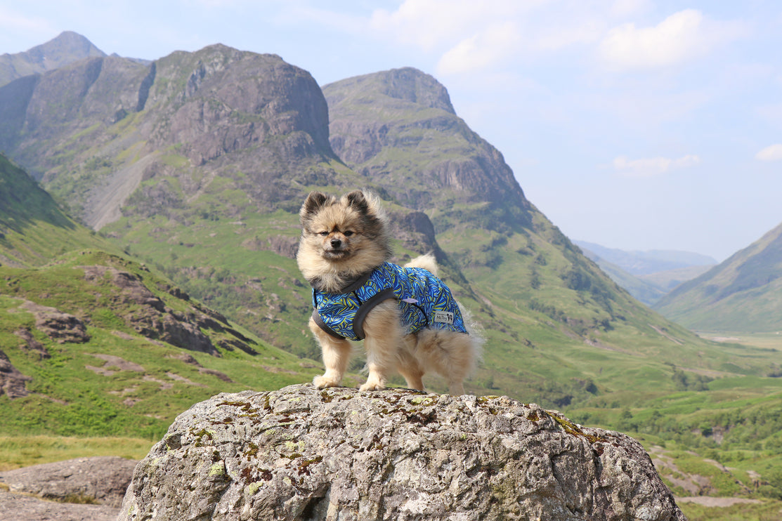 Call of the Wild McTog - Microfleece Waterproof Dog Jumper - Back Poppers