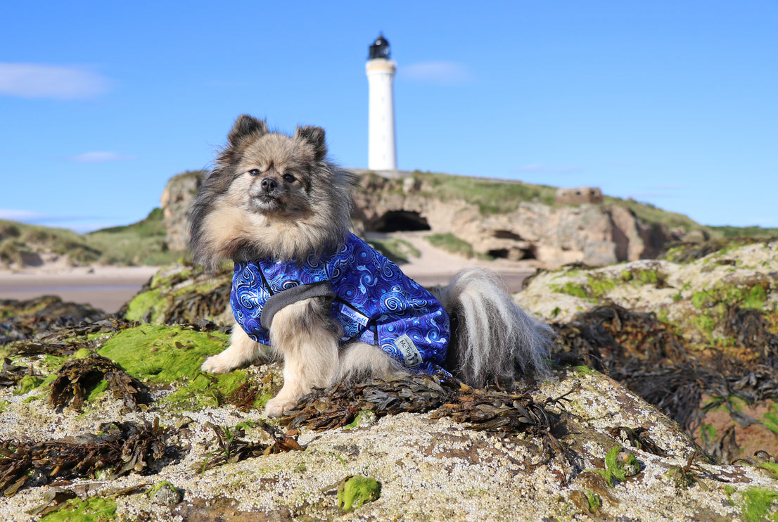 Destiny McTog - Waterproof Microfleece Dog Jumper - Step In Poppers