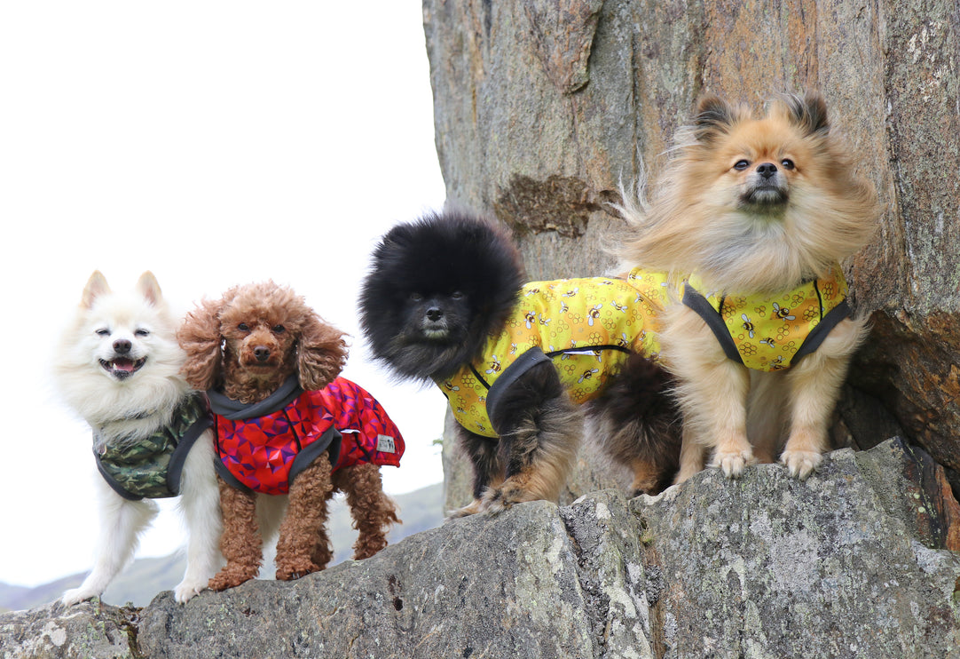 The Bee's Knees McTog - Microfleece Waterproof Dog Jacket - Step In Poppers