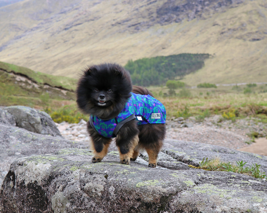 Thistle McTog - Microfleece Waterproof Dog Coat - Back Poppers