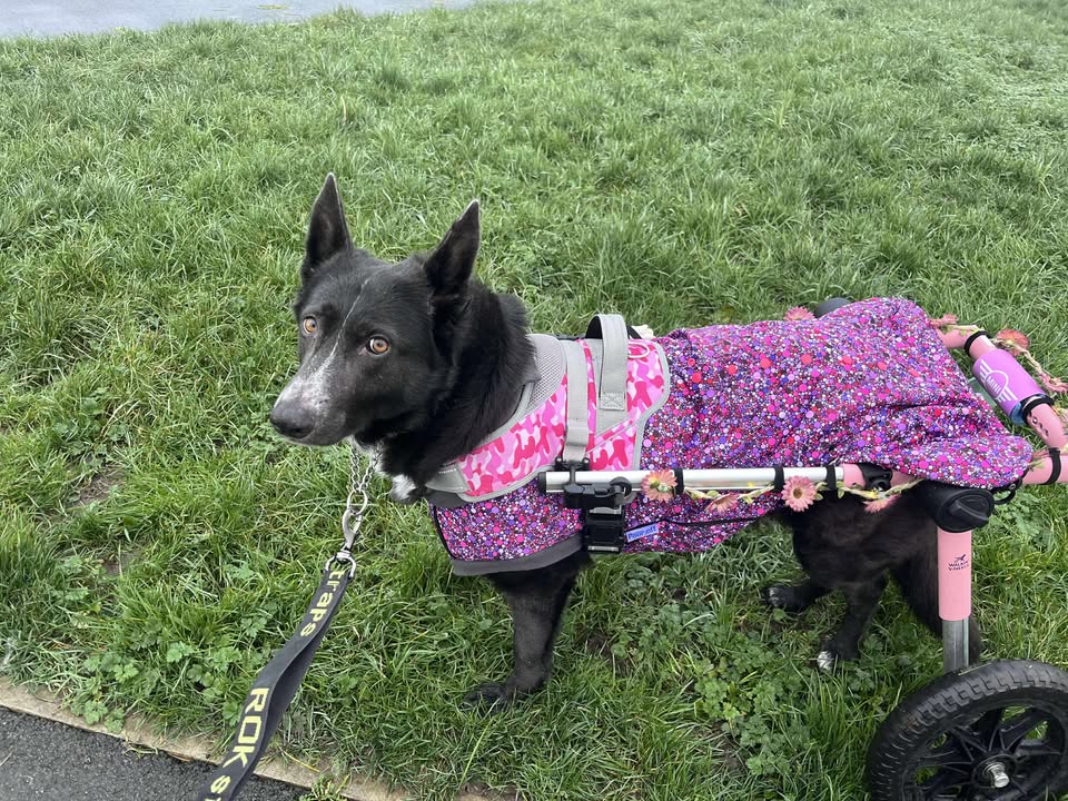 Planet Pink McTog - Microfleece Waterproof Dog Coat - Step In Poppers